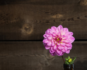 Big Blooming Bright Pink Dahlia Flower in Brown Vase with Rustic Wood Barn Background