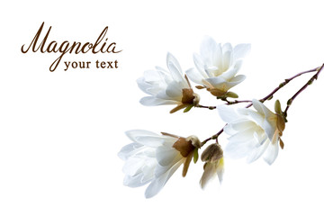 Fototapeta premium Branch of white Japanese magnolia kobus isolated on white background