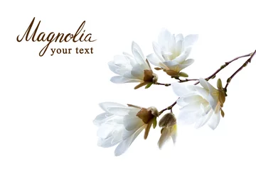 Poster Branch of white Japanese magnolia kobus isolated on white background © Nataliia Vyshneva