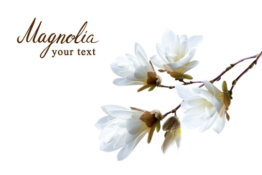 Fototapeta Branch of white Japanese magnolia kobus isolated on white background