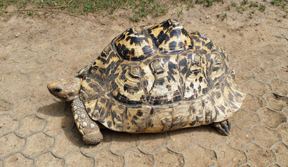 Tortue géante