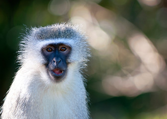 Vervet Monkey up close, blurred background
