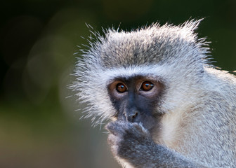 Vervet Monkey up close, blurred background