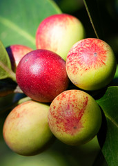 Apples growing on a tree