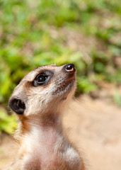 Meercat Meerkat up close