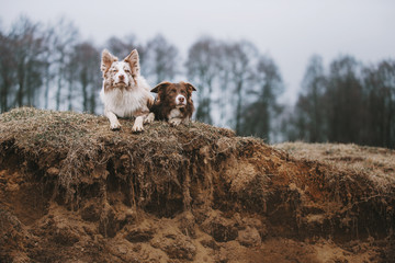 Naklejka na ściany i meble Two border collie dogs are lying on gray autumn day