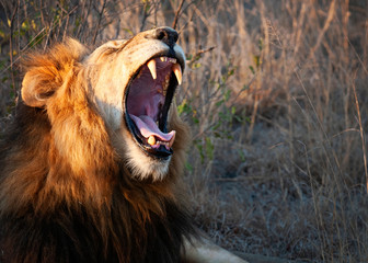 Lion yawning, lying in the grass
