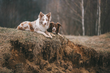 Naklejka na ściany i meble Two border collie dogs are lying on ground on gray autumn day