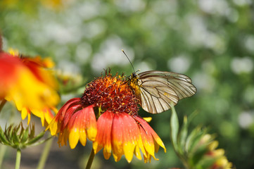 A butterfly sits on a bright flower in clear sunny weather.