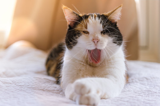 Female Calico Manx Cat Yawning on Sunny Afternoon on White Bed Peach Background