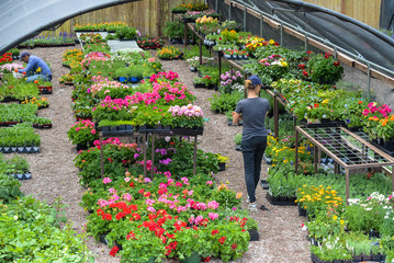 Workers at a landscaping nursery walk and work among beautiful and colorful spring and summer flowers for gardens.