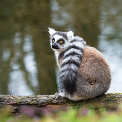 Ring-tailed lemur sitting on a fallen tree near the water