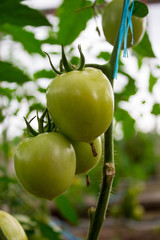 Tomato plants in greenhouse. Green tomatoes plantation. Organic farming.