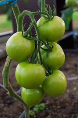 Tomato plants in greenhouse. Green tomatoes plantation. Organic farming.
