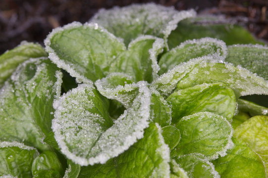 Frozen Lambs Lettuce, Valerianella Locusta