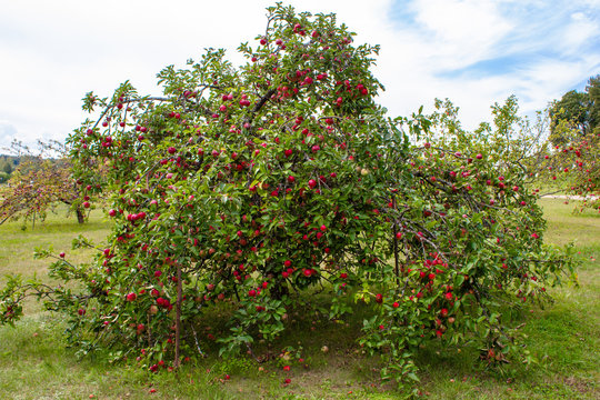 Tree with red apples in an orchard
