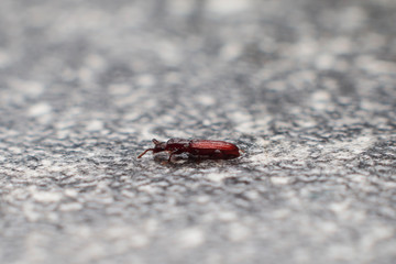 Merchant grain beetle in grey background walking. Oryzaephilus mercator