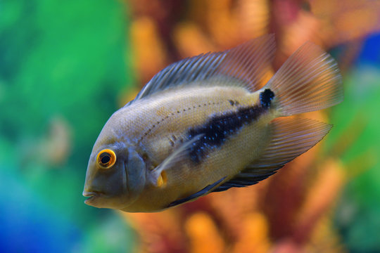 Uaru amphiacanthoide  black-spotted fish swims in a transparent aquarium with a beautiful bright design