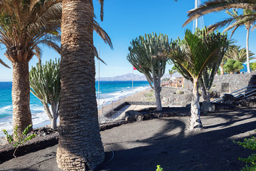 Puerto del Carmen beach in Lanzarote, Canary islands, Spain. blue sea, palm trees promenade, , selective focus