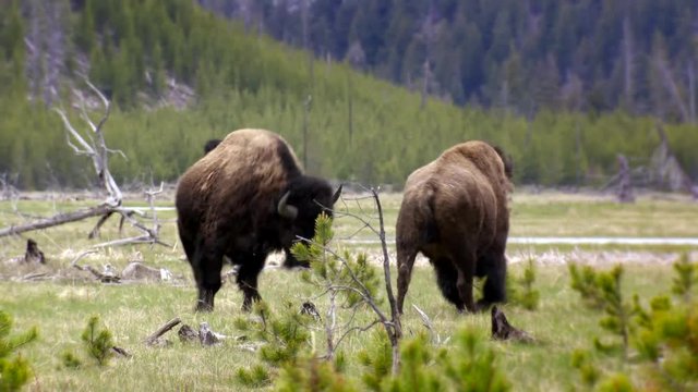 Yellowstone National Park - Two male Bison Buffalo playfully butting heads and practicing to fight
