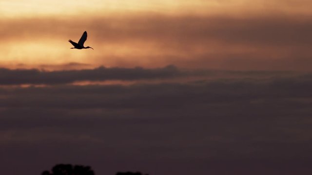 Ibis flying at sunset with nice clouds and sky in slow motion