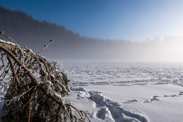 Fototapeta premium Tree lying on a snow covered frozen lake surrounded by forest