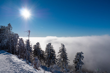 Fototapeta na wymiar Trees on a snowy hillside above the clouds