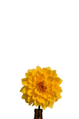 Yellow Dahlia Flower with Orange Center Isolated with Large White Area for Copy