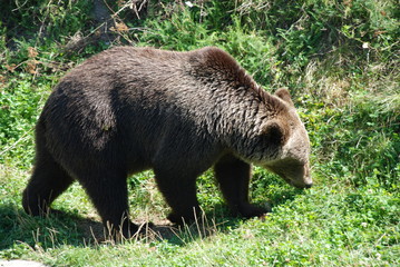 A Brown Bear (Ursus arctos) in the Bear Pit, Bern, Switzerland