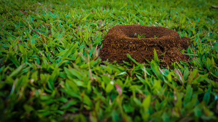 Anthill in the green grass