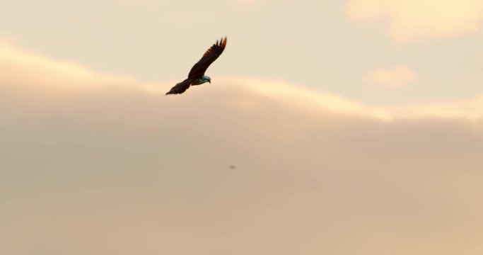 Beautiful shot of an Osprey hawk flying at sunset.  Nice colorful red and orange clouds in the distance. Slow Motion.
