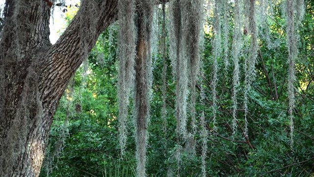 Spanish moss hanging from live oak tree branches