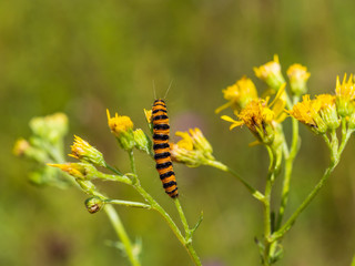 Cinnabar moth caterpillar on ragwort
