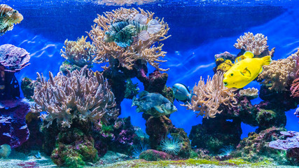 Clear underwater with tropical colour fish and coral reef