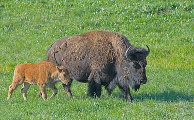 The season for Bison calves in Yellowstone National Park.