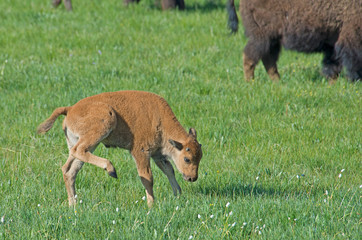 Naklejka na ściany i meble The season for Bison calves in Yellowstone National Park.