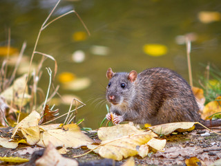 Wild rat eating food in the autumn forest close up