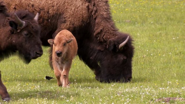 Yellowstone National Park - Amazing shot of an adult mother Bison Buffalo and young baby calf in a peaceful springtime green meadow.