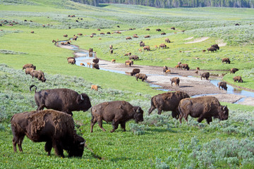 A large Bison feeding near water in Yellowstone National Park.