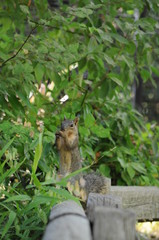 squirrel eating an acorn on a wooden rail at a park