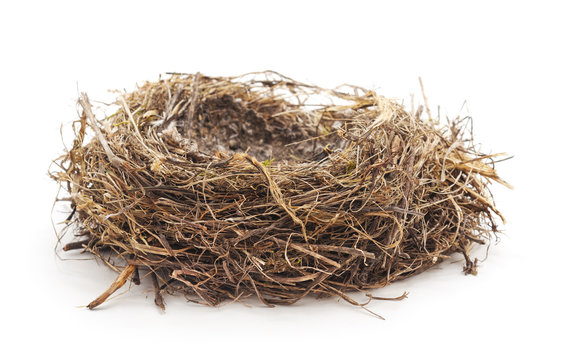Abandoned bird nest.