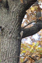 bird on tree (Certhia familiaris)