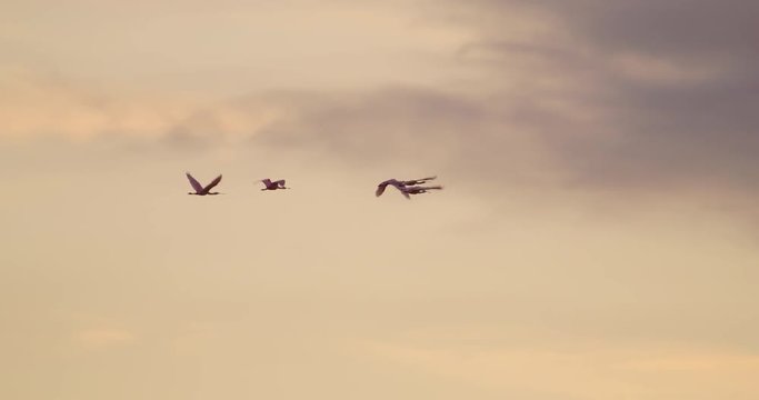 A gorgeous shot of a flock of Spoonbills flying in slow motion at sunset