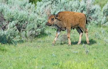 The season for Bison calves in Yellowstone National Park.