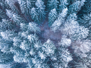 Winter forest with frosty trees, aerial view. Lithuania