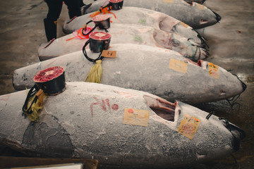 Frozen tunas ready to be inspected on a tuna auction in Tokyo Japan