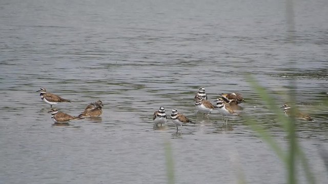 Killdeer Birds With Audio In Water