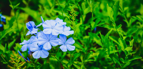 Beautiful flower of green leaves