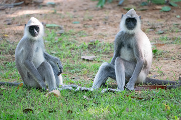 Gray or Hanuman Langurs