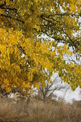 Fototapeta premium yellow tree in autumn